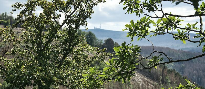 a view of a forested area with trees in the foreground. Photo by Johannes Schenk, Unsplash.